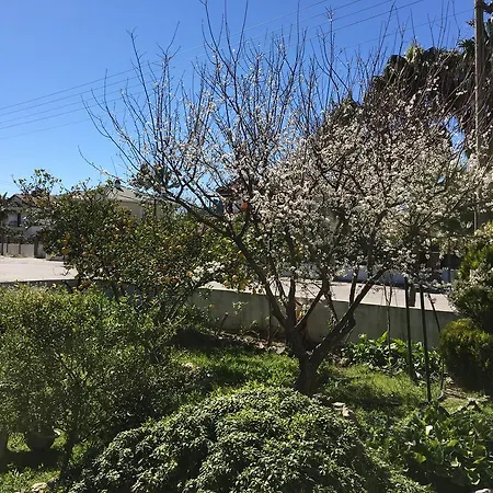 Botanic داليان