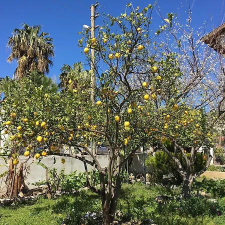 Botanic *