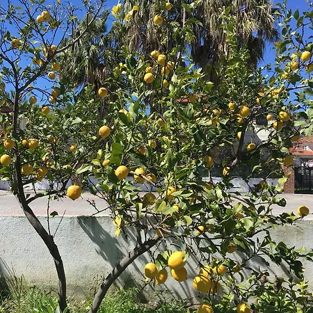 Botanic * داليان