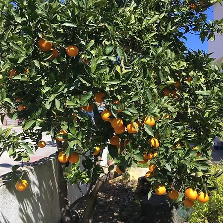 فيلة Botanic *